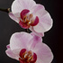 <h1>Stills</h1>Orchidee<br>